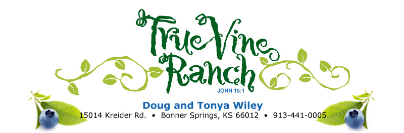 True Vine Ranch - Blueberry Plants